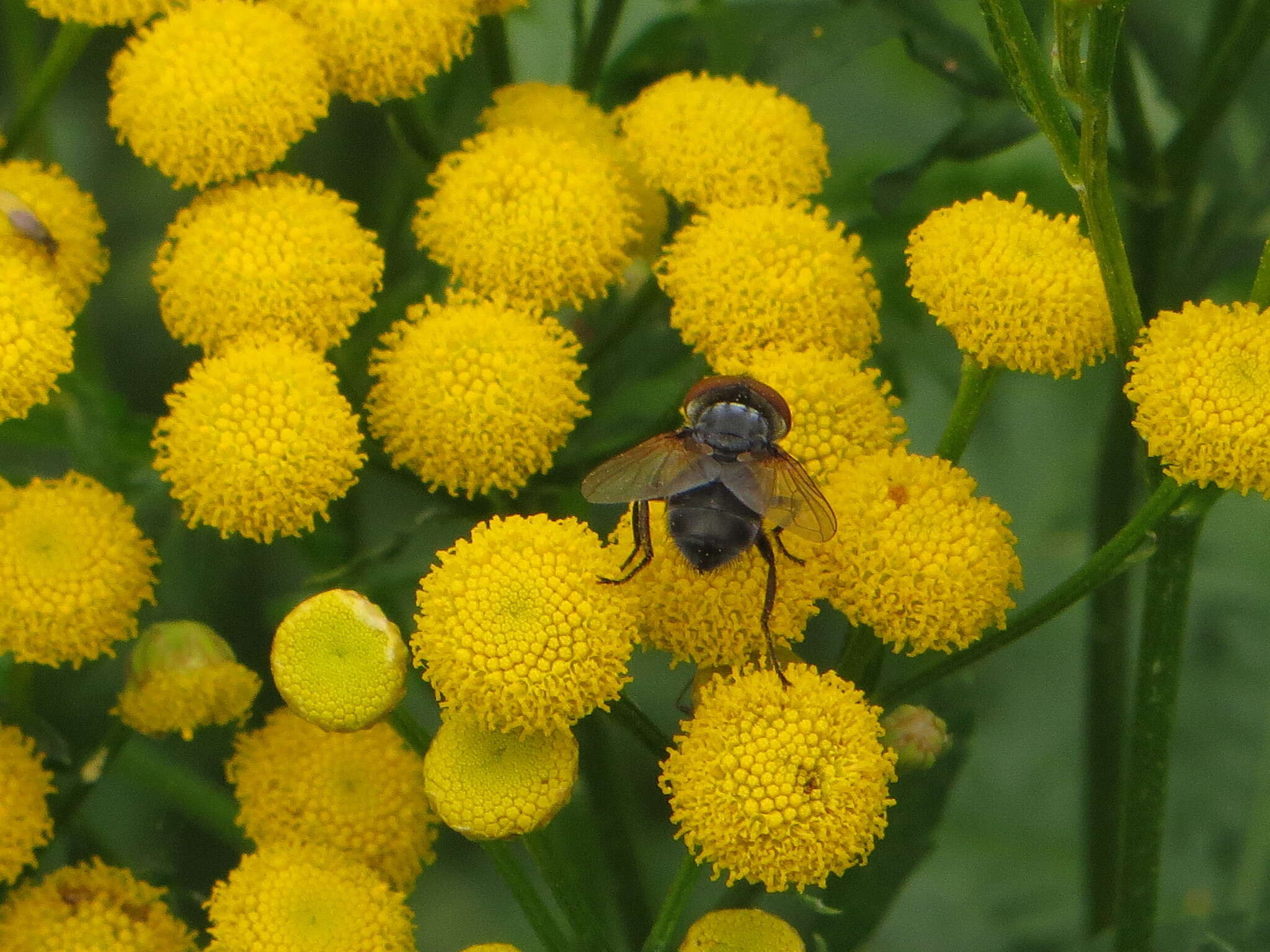 Image of Phasia aurigera (Egger 1860)