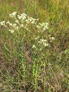 Image of <i>Eupatorium <i>rotundifolium</i></i> var. rotundifolium