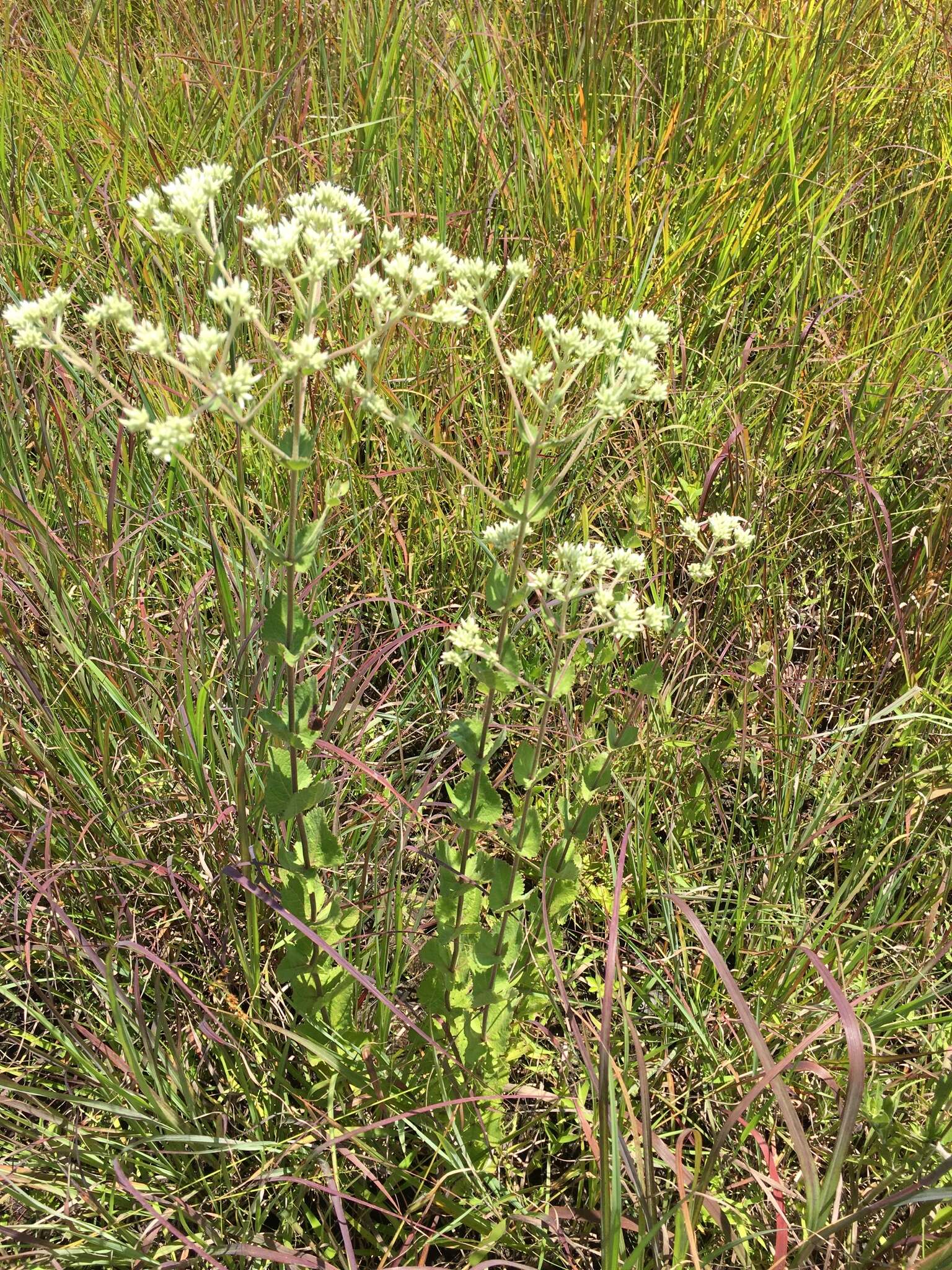 <i>Eupatorium <i>rotundifolium</i></i> var. rotundifolium的圖片