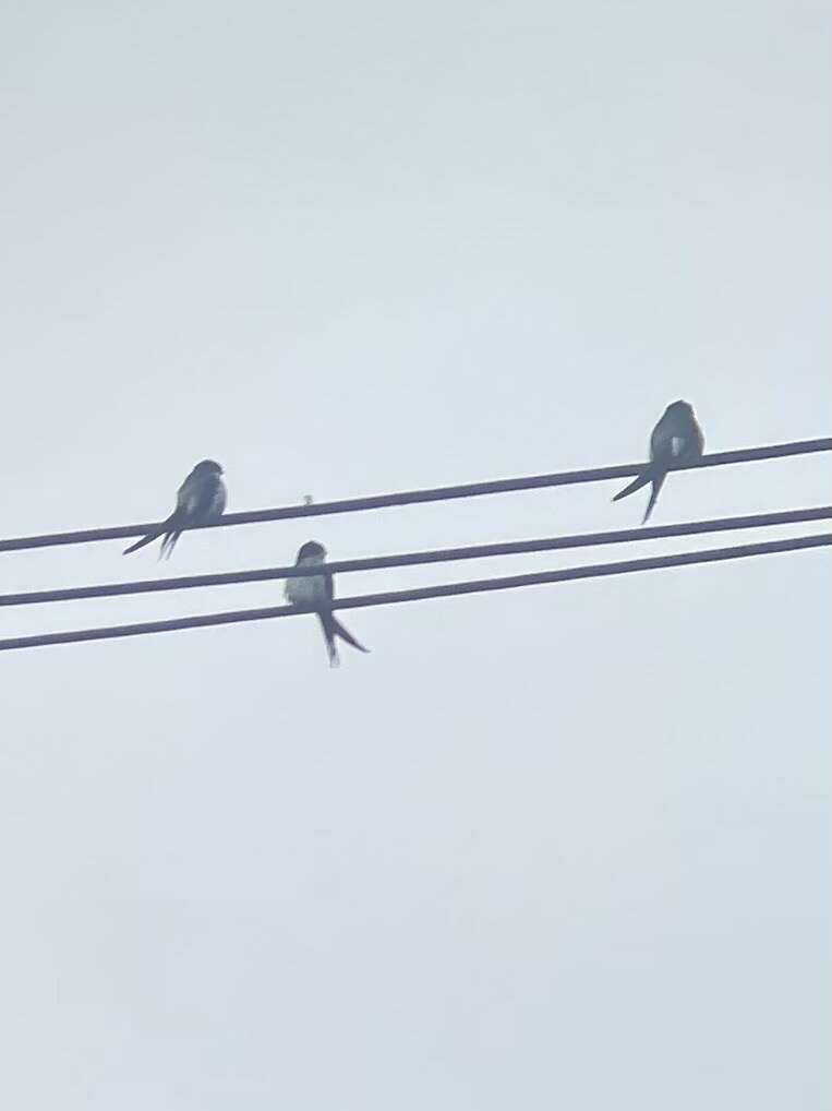 Image of Grey-rumped Treeswift