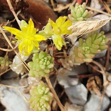 Plancia ëd Sedum acre subsp. neglectum (Ten.) Arcang.