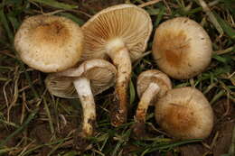 Pholiota angustipes (Peck) Sacc. 1887 resmi