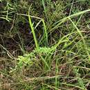 Imagem de Carex peregrina Link