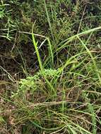 Image of Carex peregrina Link