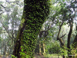 Image of Asplenium trilobum Cav.