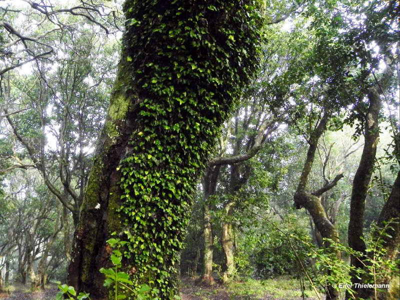Image of Asplenium trilobum Cav.