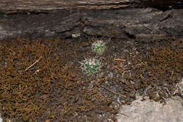 Mammillaria jaliscana subsp. jaliscana的圖片