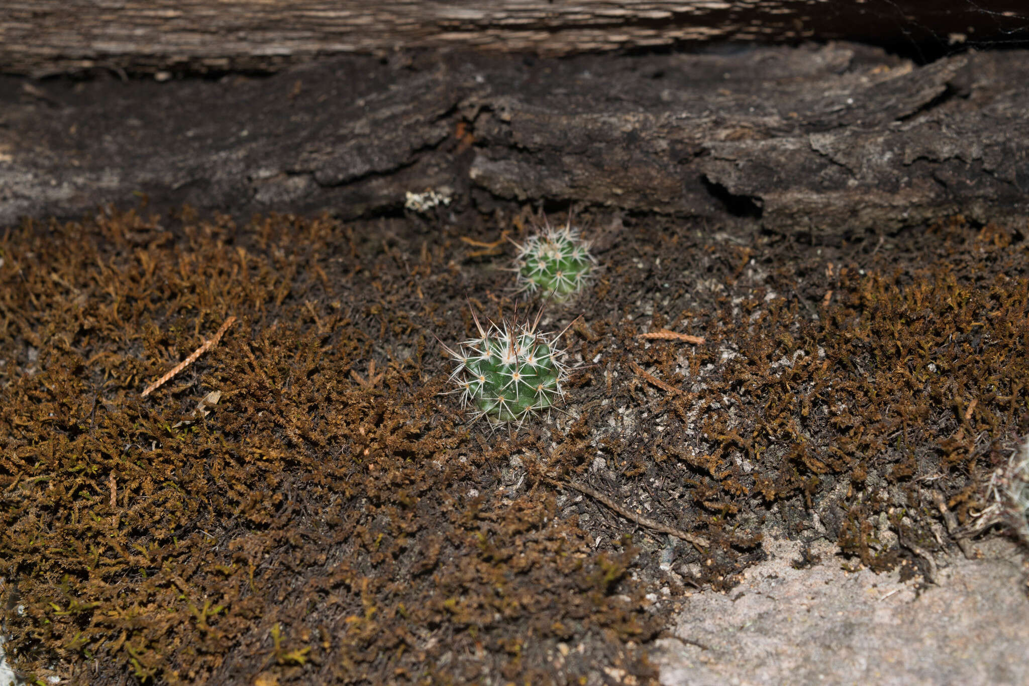 Mammillaria jaliscana subsp. jaliscana的圖片