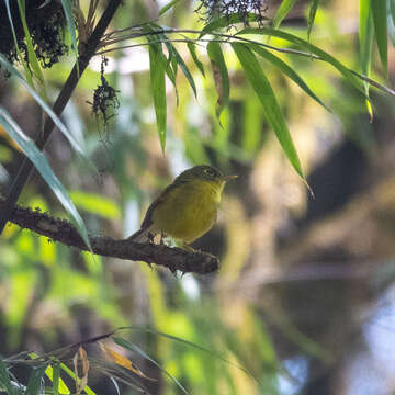 Image of Green-crowned Warbler