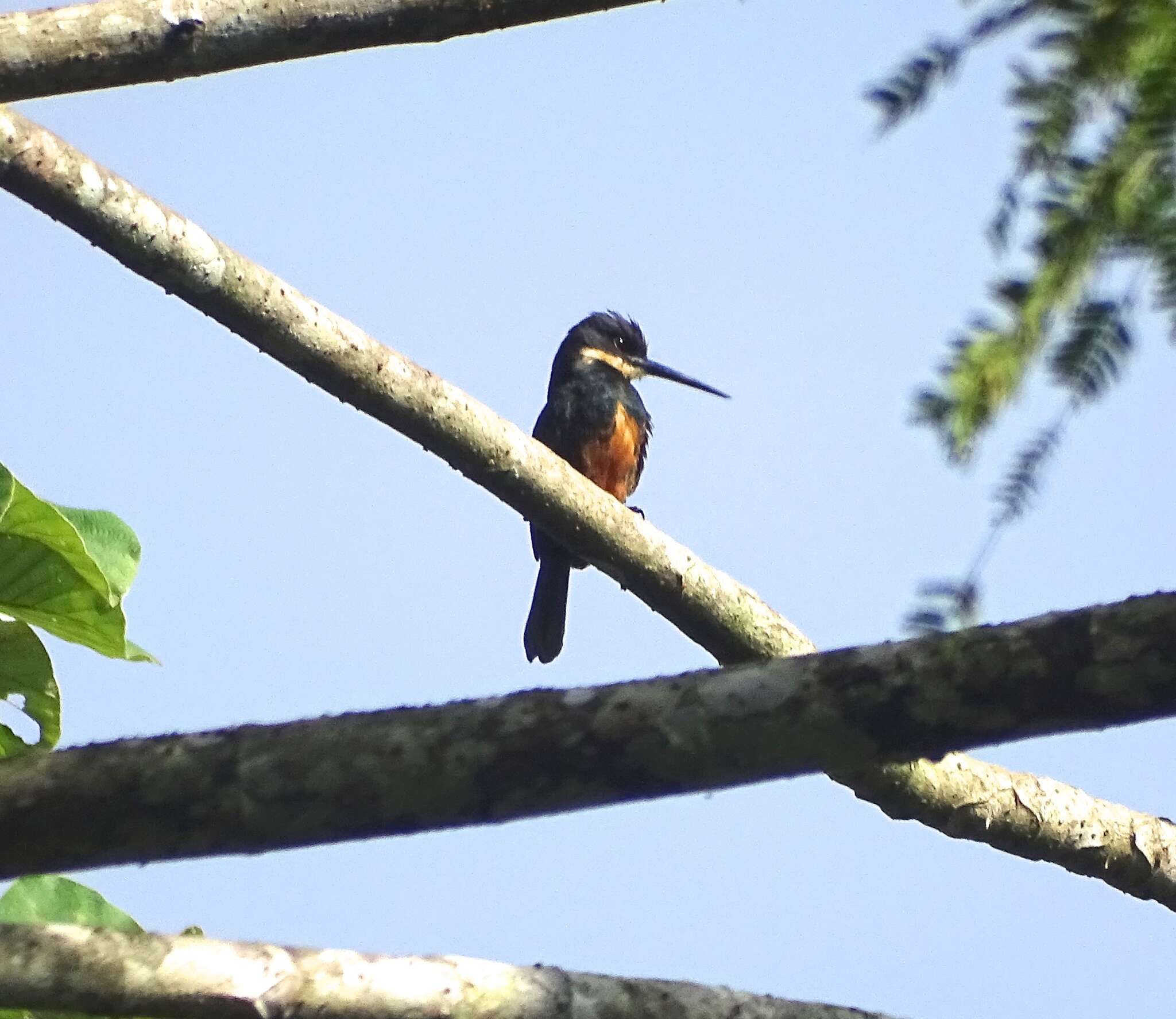 Image of Dusky-backed Jacamar