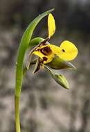 Plancia ëd Diuris laxiflora Lindl.