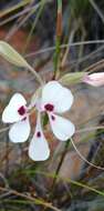 Image of Pelargonium naviculifolium E. M. Marais