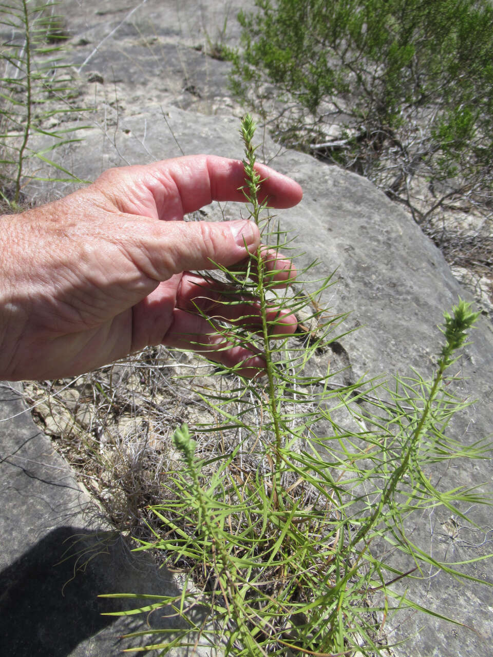 Image of glandular blazing star