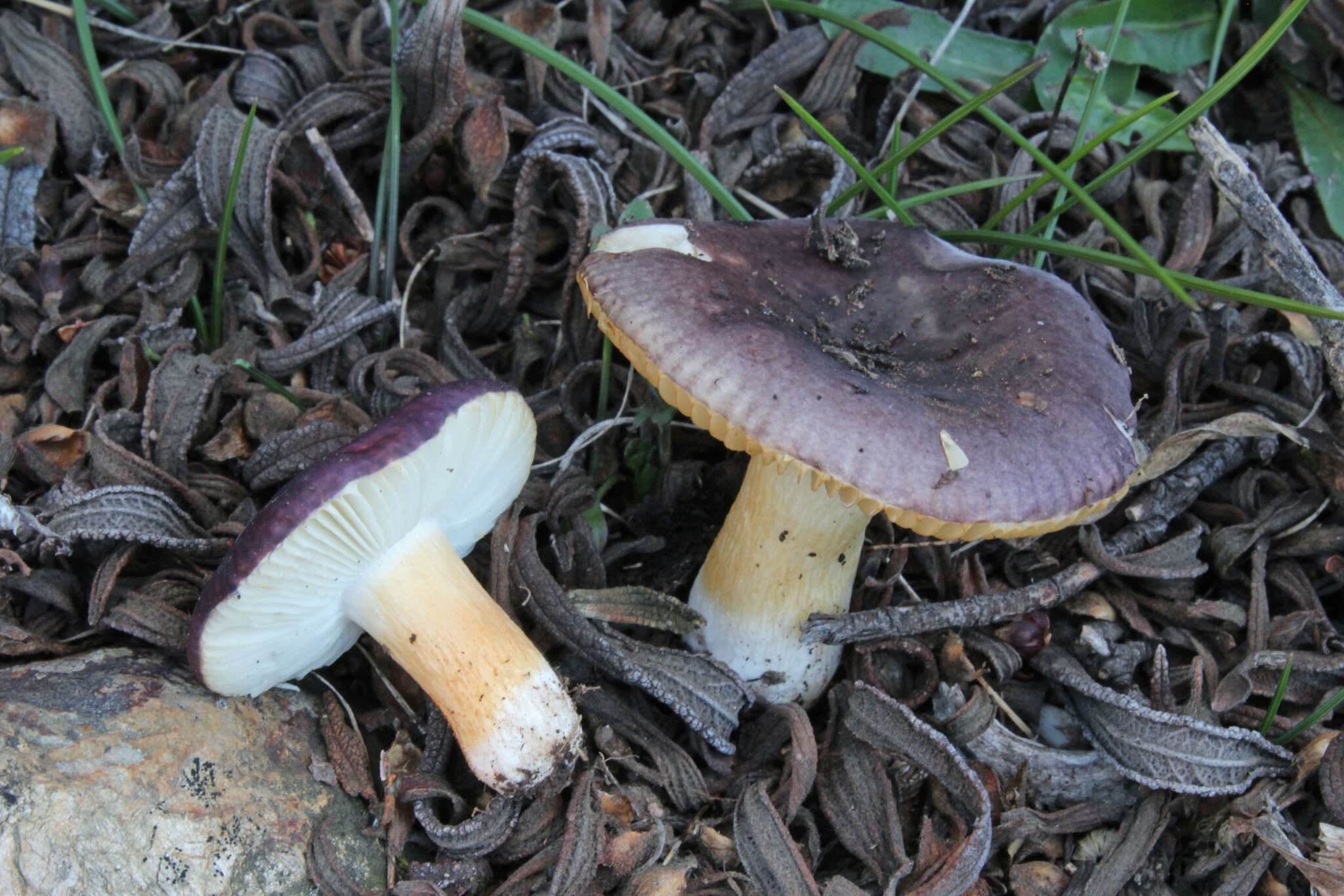 Image of Russula cistoadelpha M. M. Moser & Trimbach 1981