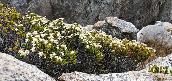 Image of Lachnaea laniflora (C. H. Wright) P. Bond