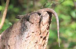 Image of Yellow-backed Spiny-tailed Iguana