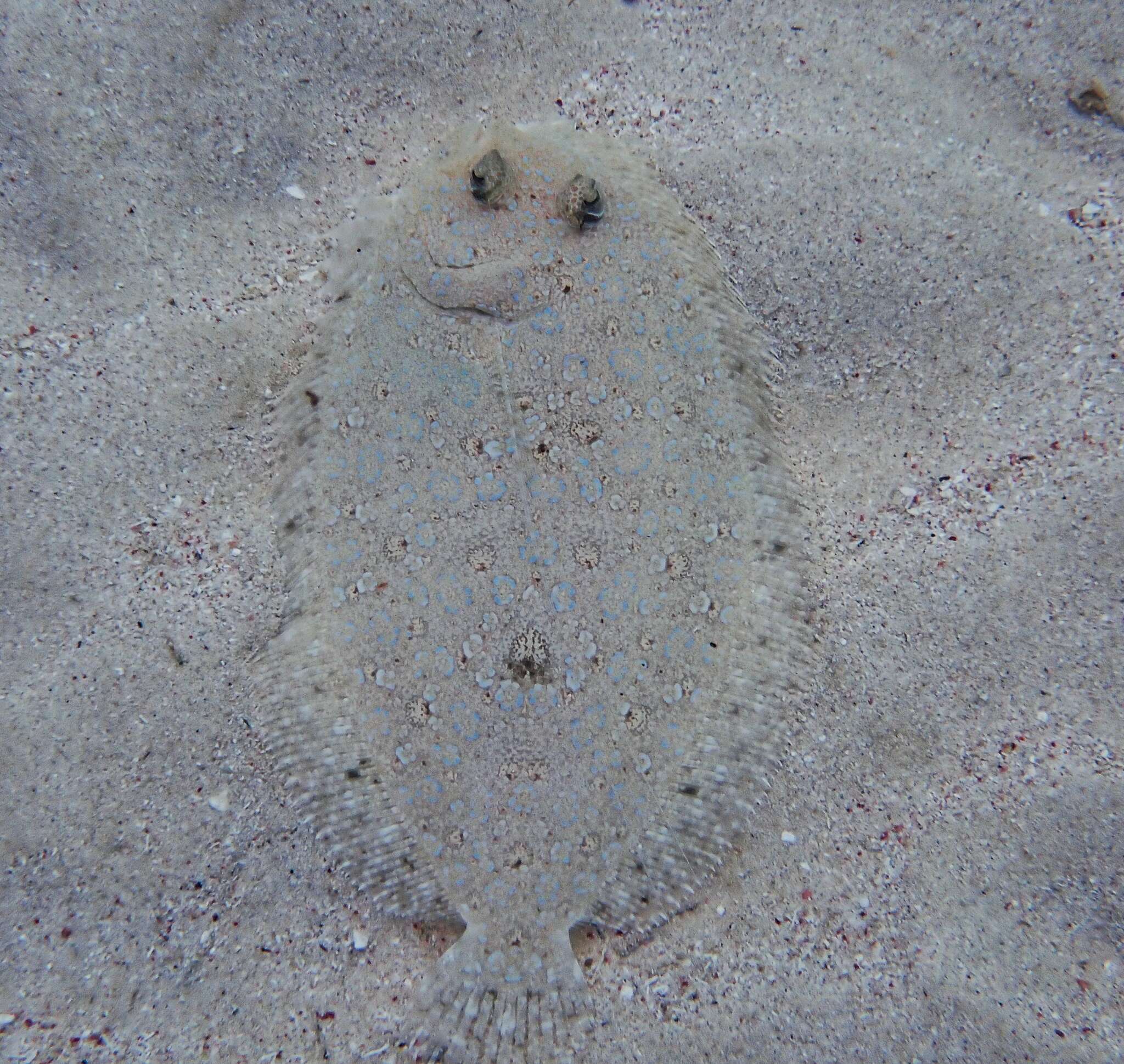 Image of Maculated Flounder