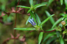Image of Gentiana davidii var. formosana (Hayata) T. N. Ho