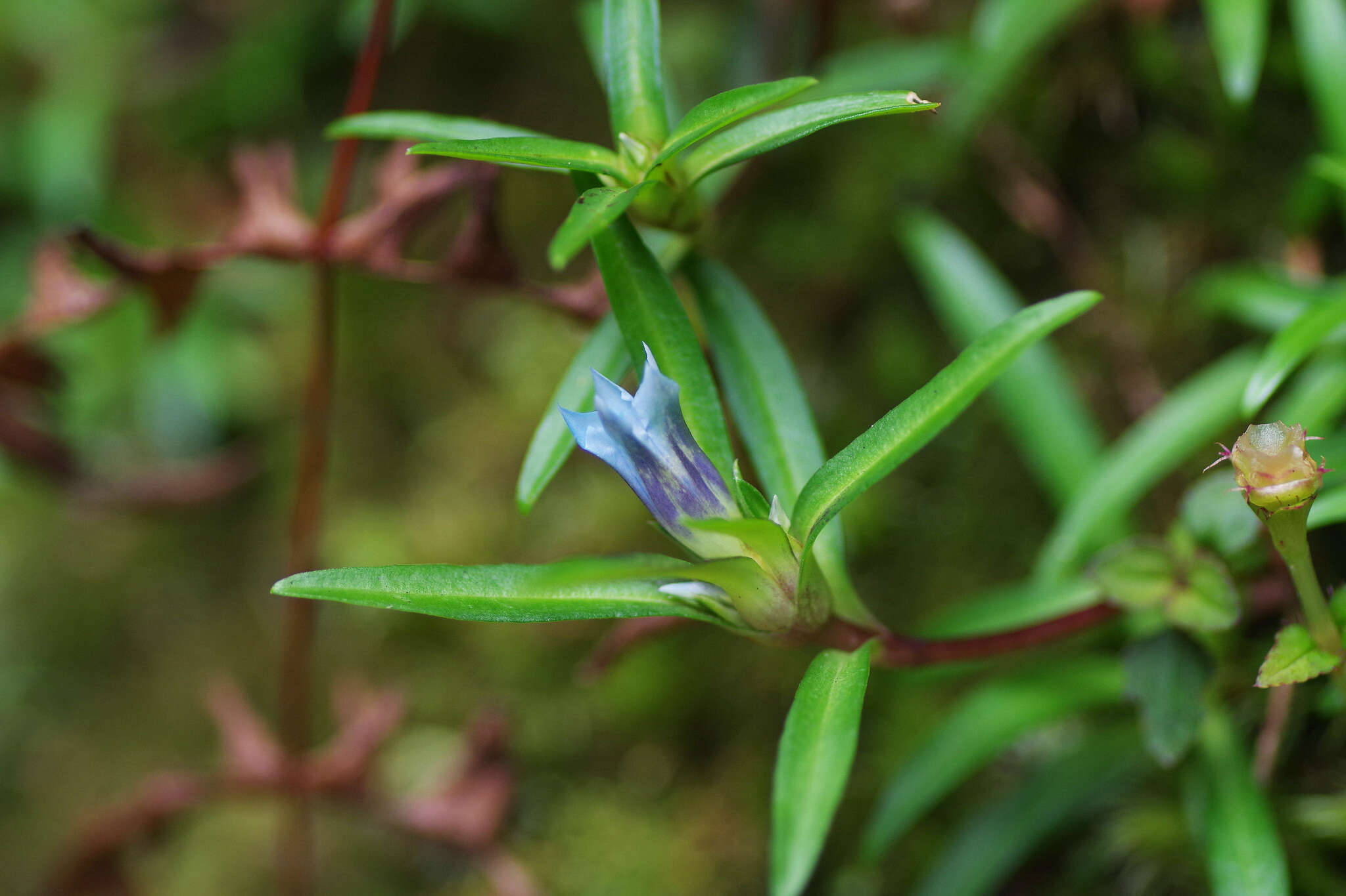 Image of Gentiana davidii var. formosana (Hayata) T. N. Ho