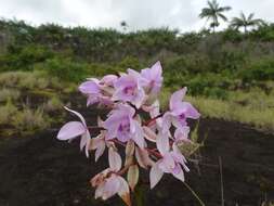 Spathoglottis pacifica Rchb. fil. resmi