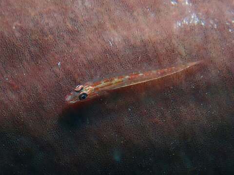 Image of Elongate ghostgoby