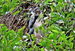 Image of Gray Leaf Monkey