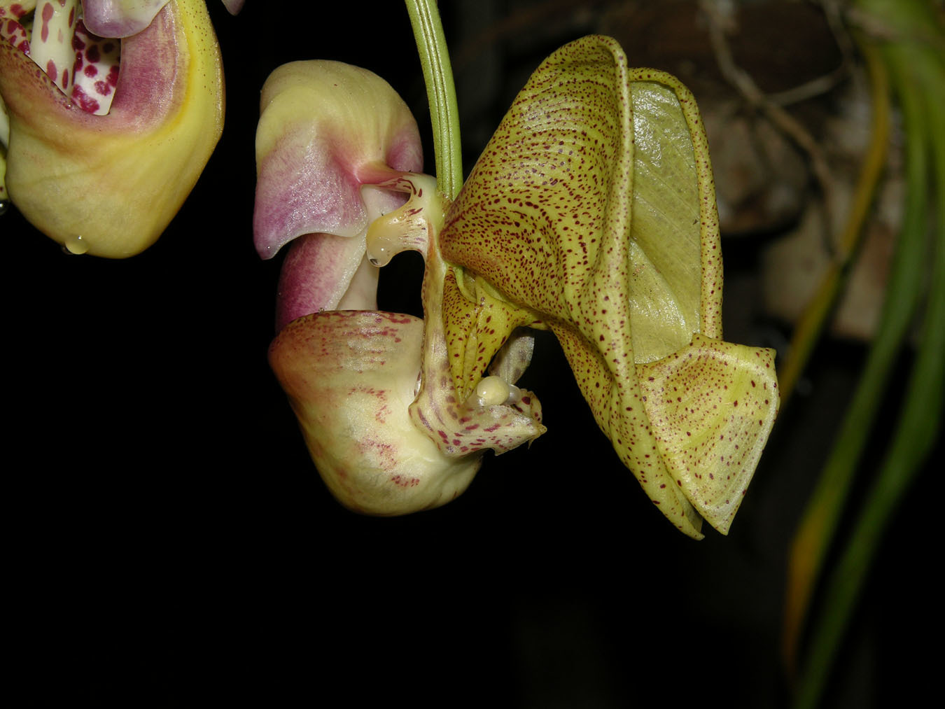 Coryanthes picturata