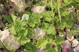 Image of Campanula alliariifolia subsp. alliariifolia