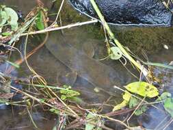 Image of Longfin eel