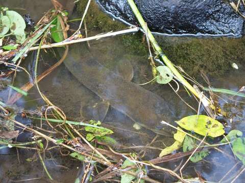 Image of Longfin eel