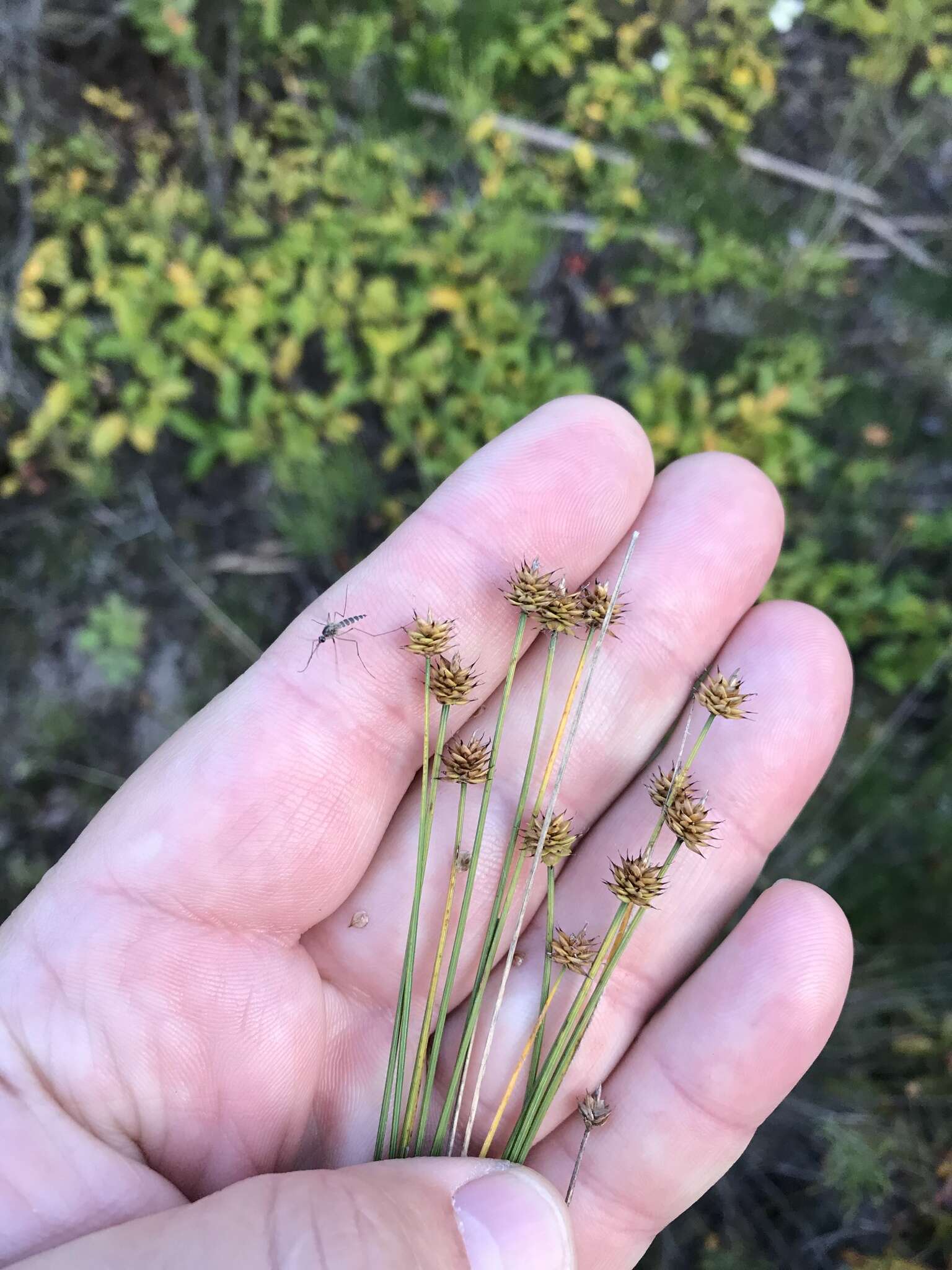 Imagem de Carex capitata Sol.