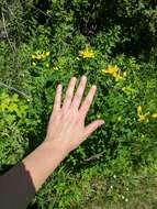 Image of great St. Johnswort