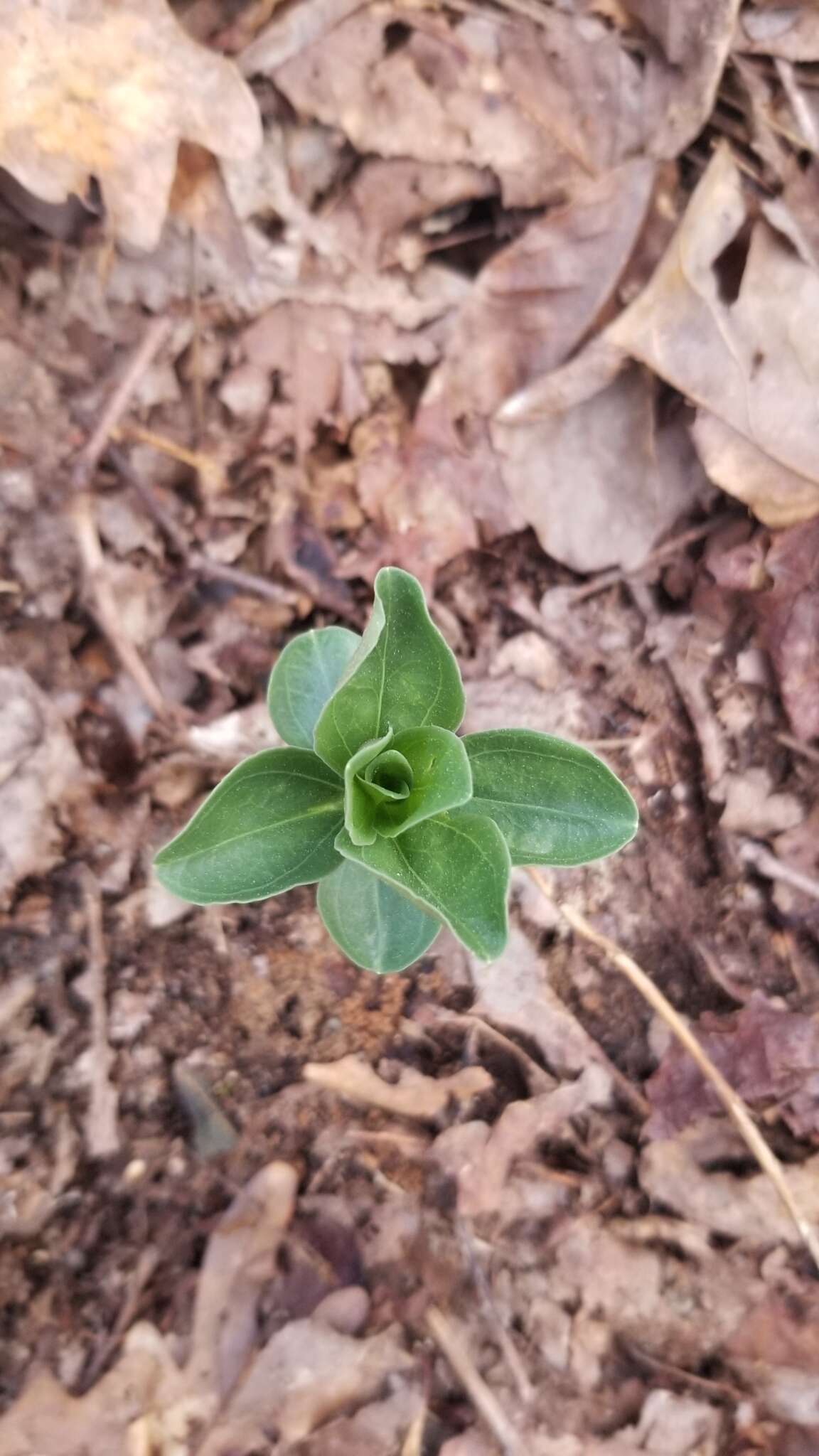 Image de Gentiana villosa L.