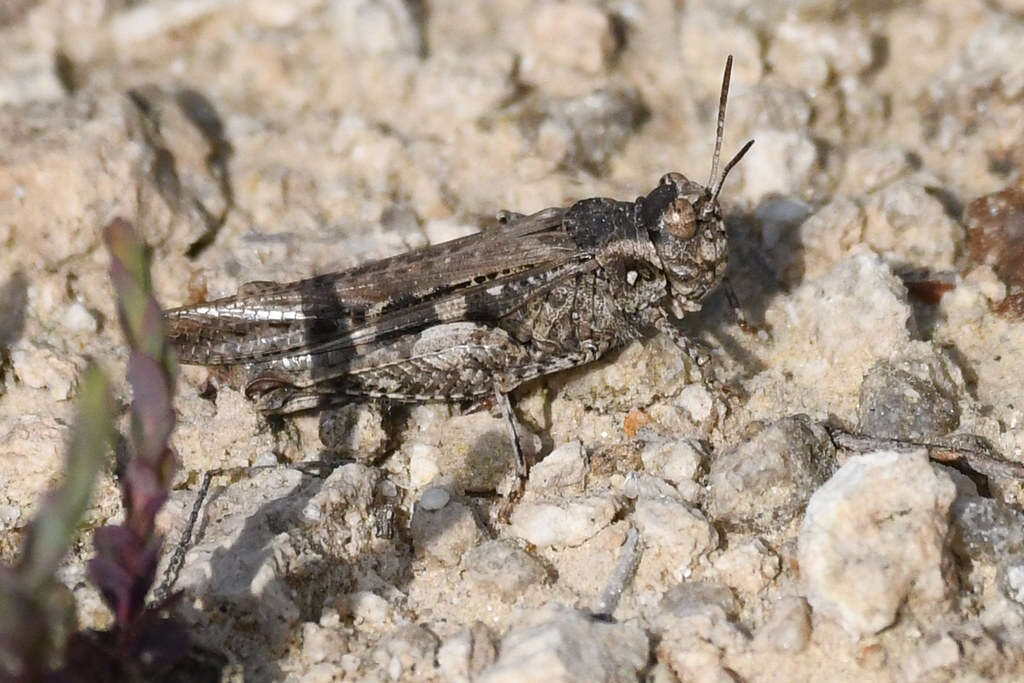 Acrotylus insubricus (Scopoli 1786)的圖片