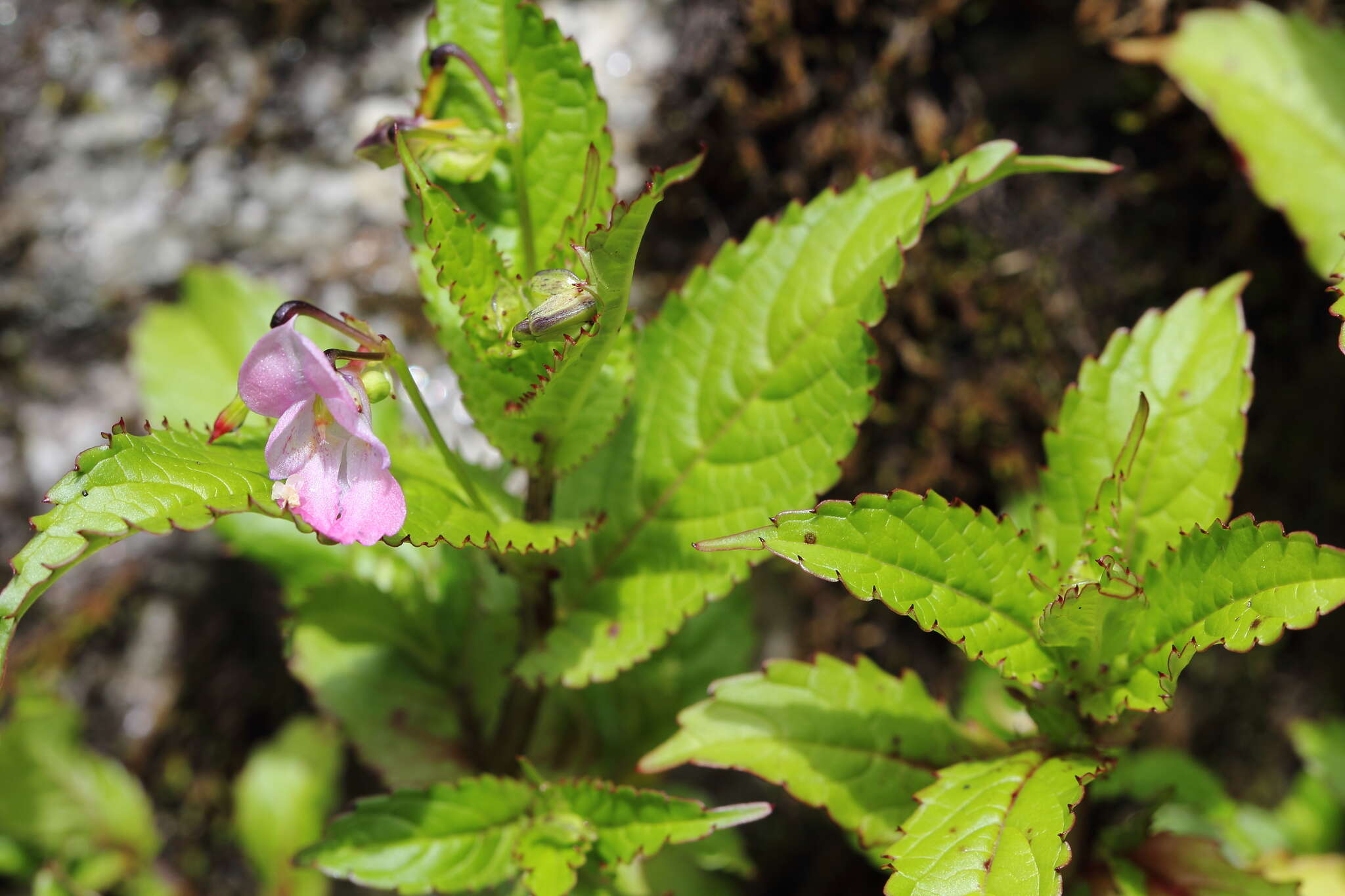 Impatiens chungtienensis Y. L. Chen resmi