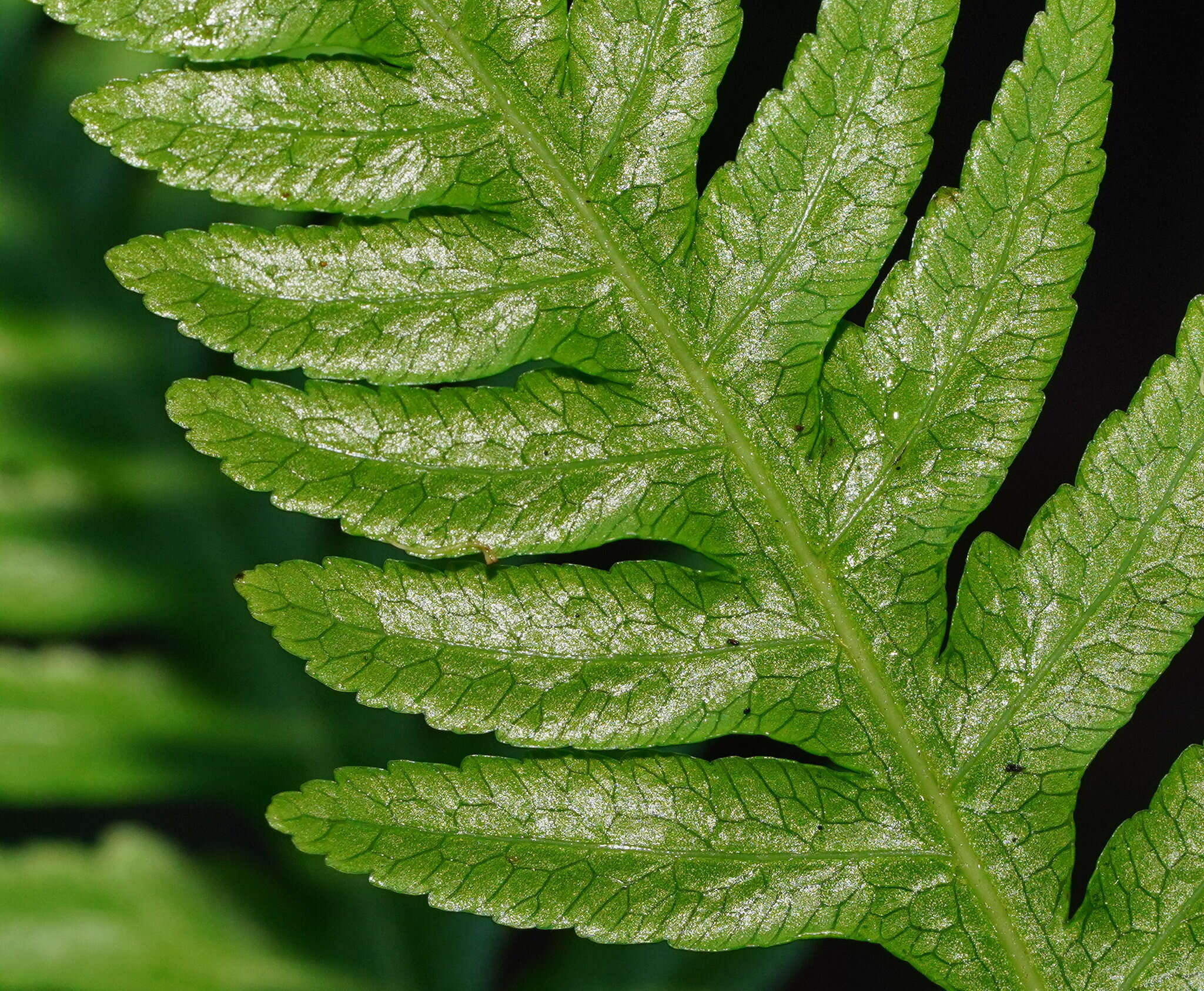 Image of Pteris epaleata D. J. Ohlsen