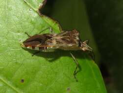 Image of Cebrenis truncatulata Brailovsky 1995