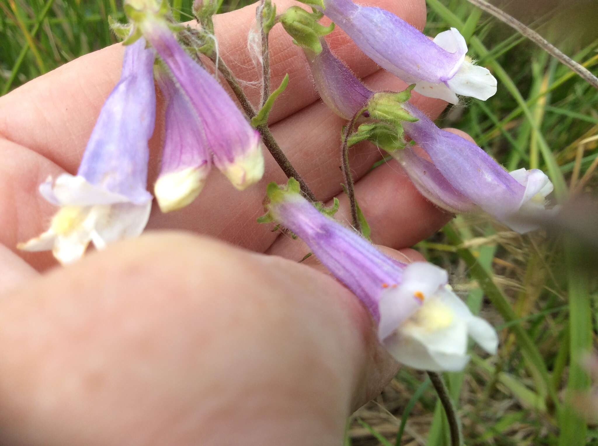 Image de Penstemon hirsutus (L.) Willd.