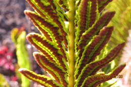 Plancia ëd Polypodium pellucidum var. vulcanicum Skottsberg