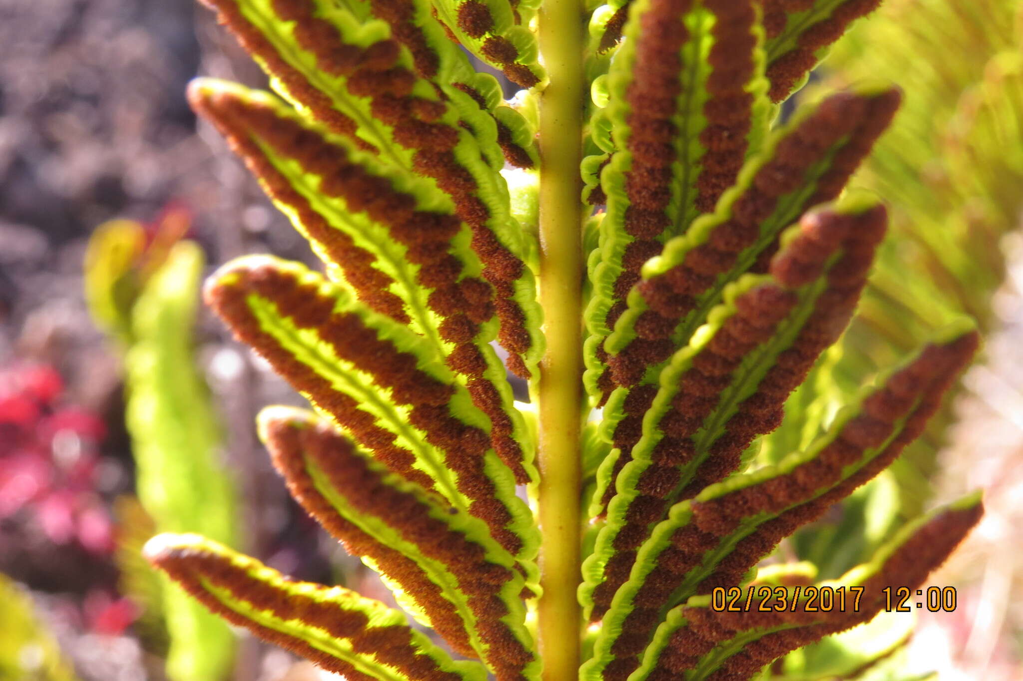 Image de Polypodium pellucidum var. vulcanicum Skottsberg