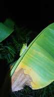 Image of Farmland green flying frog