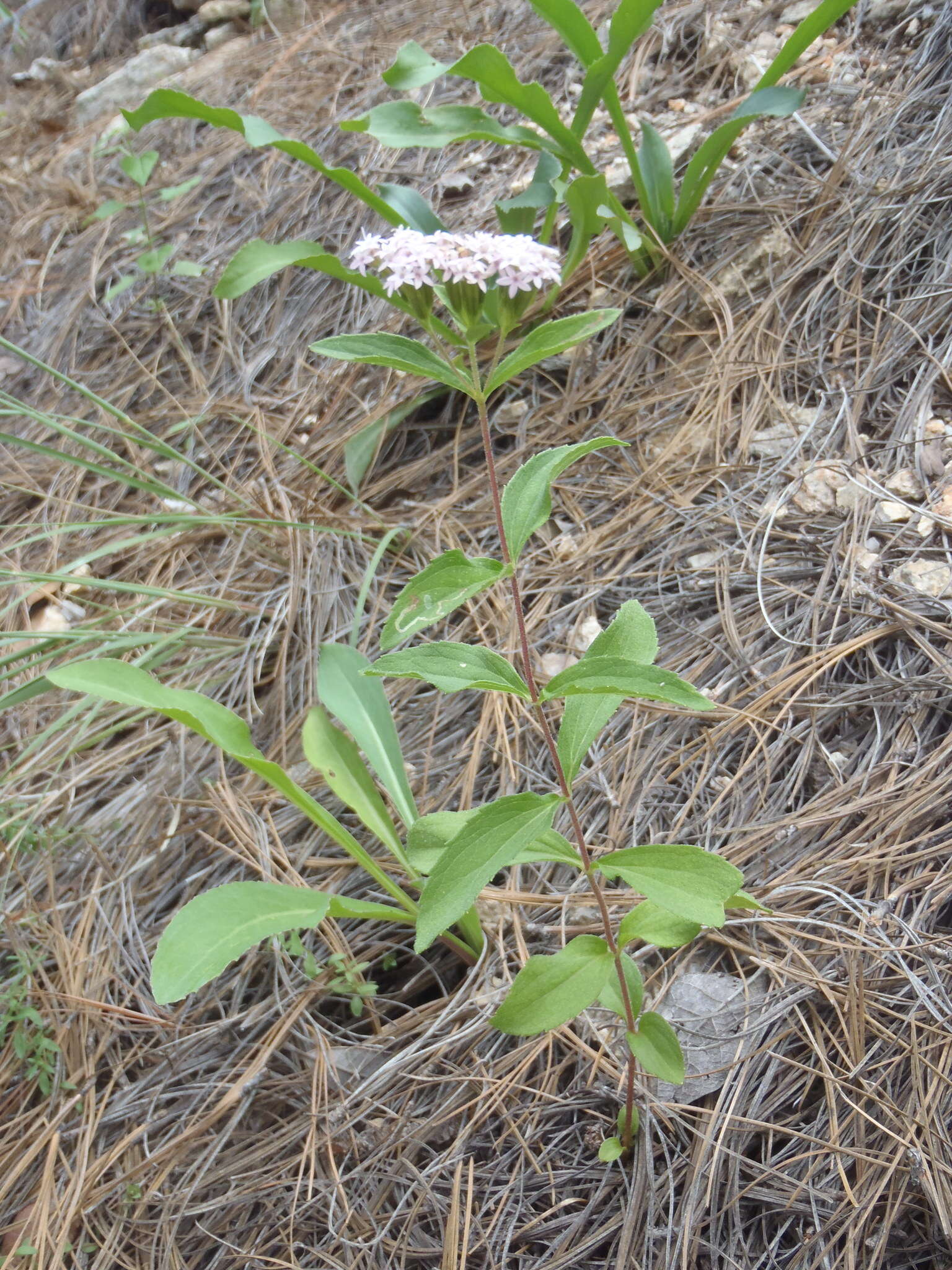 Sivun Stevia plummerae A. Gray kuva