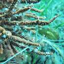 Image of Southern Gulf pipefish