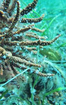 Image of Southern Gulf pipefish