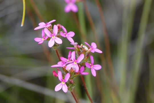 Image of Stylidium hirsutum R. Br.