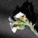 Image of Euploca mendocina (Phil.) Diane & Hilger