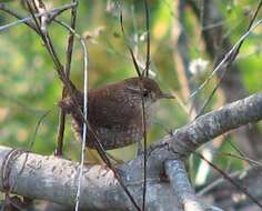 Image of Eastern Winter Wren