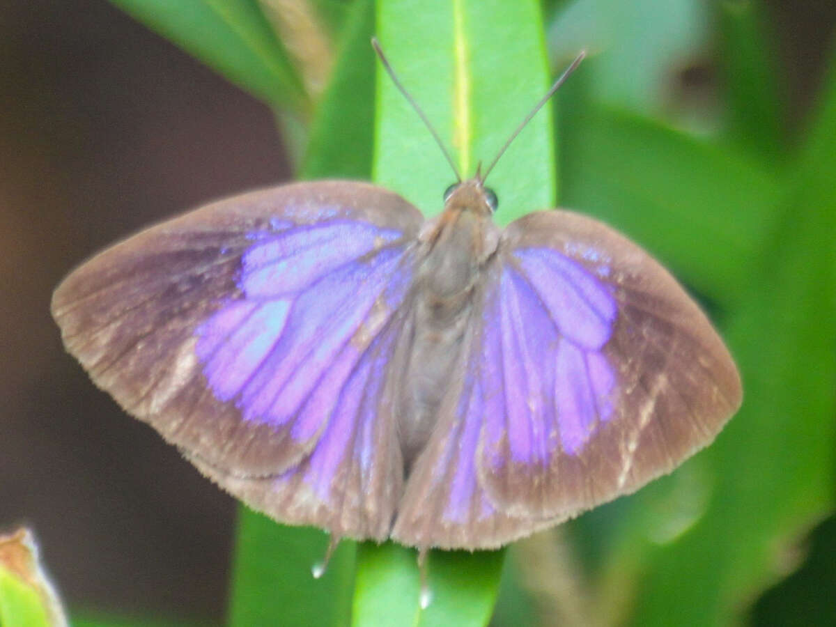 Image de Arhopala alitaeus (Hewitson 1862)