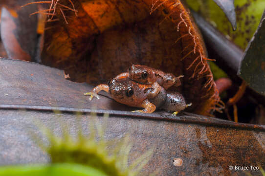 Image of Bornean Chorus Frog