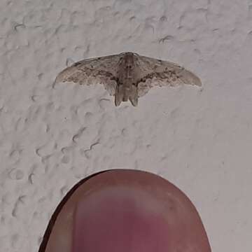 Image of Idaea elata Warren 1900